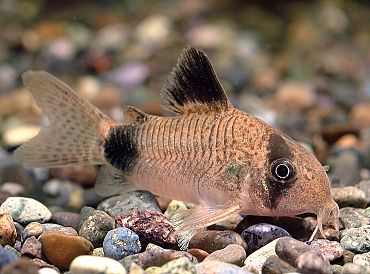 コリドラス パンダ 熱帯魚写真館