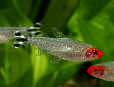 ラミーノーズ テトラ 熱帯魚写真館