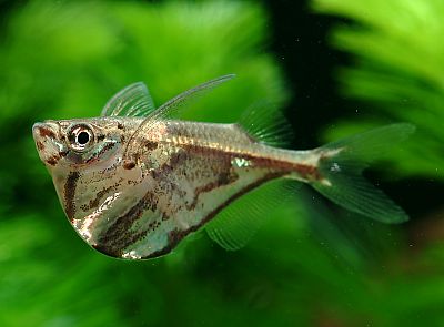 マーブル ハチェット 熱帯魚写真館