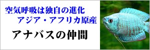 アナバスの仲間