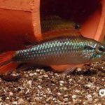 Apistogramma_Agassizii_Double-Red