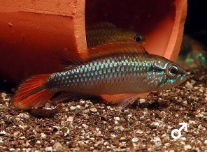 Apistogramma_Agassizii_Double-Red