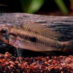 Apistogramma_Agassizii_Double-Red