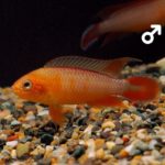 Apistogramma_Agassizii_Fire-Red