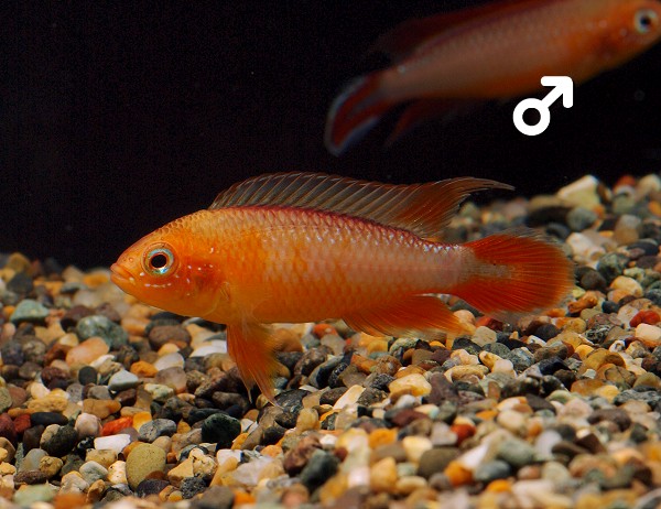 Apistogramma_Agassizii_Fire-Red