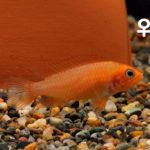 Apistogramma_Agassizii_Fire-Red