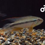 Apistogramma_Agassizii_Tefe