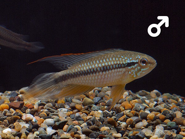 Apistogramma_Agassizii_Tefe