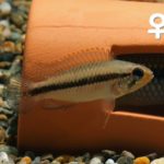 Apistogramma_Agassizii_Tefe