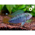 Apistogramma_borelli_Opal