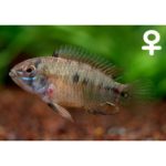 Apistogramma_borelli_Opal