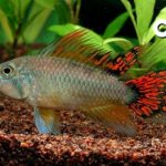 Apistogramma_cacatuoides_Double-Red