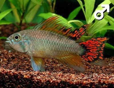 Apistogramma_cacatuoides_Double-Red