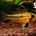 Apistogramma_cacatuoides_Double-Red