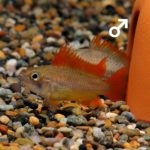 Apistogramma_cacatuoides_Sun-Burst