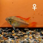 Apistogramma_cacatuoides_Sun-Burst
