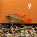 Apistogramma_cacatuoides_Sun-Burst