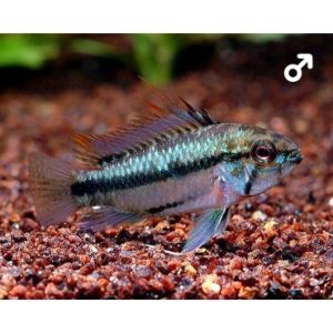 Apistogramma_trifasciata_Mad-Grosso