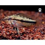 Apistogramma_trifasciata_Mad-Grosso