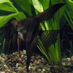 Black-Veil-Tail-Angel-S