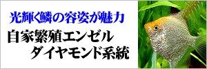 自家繁殖エンゼル ダイヤモンド系統