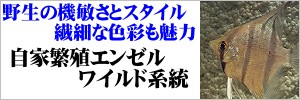 自家繁殖エンゼル ワイルド系統