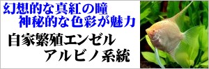 自家繁殖エンゼルフィッシュ アルビノ系統