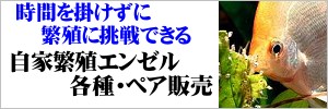 自家繁殖エンゼルフィッシュ 繁殖用ペア販売