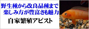 自家繁殖アピストグラマ