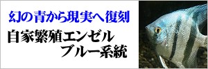 自家繁殖エンゼルフィッシュ ブルー系統