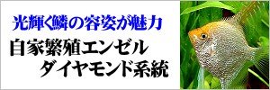 自家繁殖エンゼルフィッシュ ダイヤモンド系統