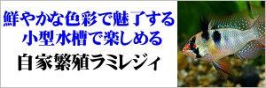 自家繁殖 ラミレジィ