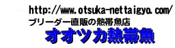 プラチナエンゼル Ｓサイズ｜エンゼルフィッシュとラミレジィの通販 プロブリーダーの高級ブランド厳選個体をご提供