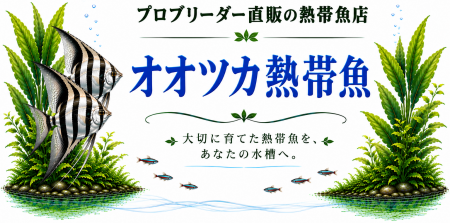 エンゼルフィッシュ専門店 オオツカ熱帯魚
