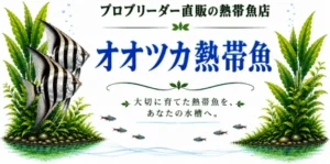 Banner for Osotsuka Tropical Fish shop with two striped angelfish among aquatic plants and Japanese text about direct-breeder tropical fish.