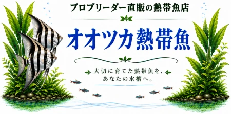 オオツカ熱帯魚 情報局